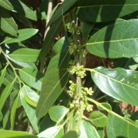 Casearia tomentosa subsp. reducta Verdc.